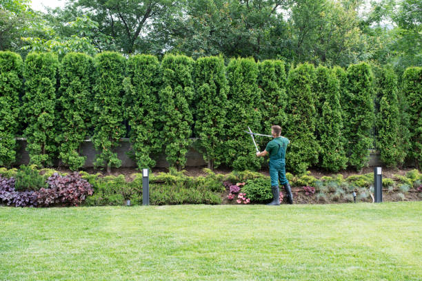 Professional Tree Removal in Port Reading, NJ