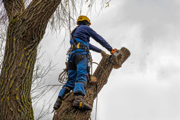 Best Leaf Removal  in Port Reading, NJ