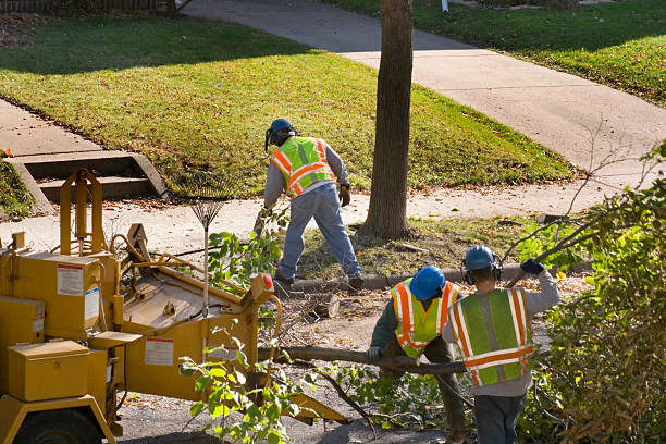 Best Firewood Processing and Delivery  in Port Reading, NJ