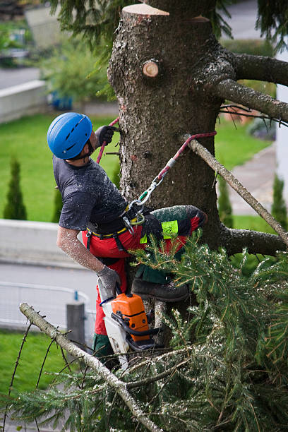 Best Tree Mulching  in Port Reading, NJ