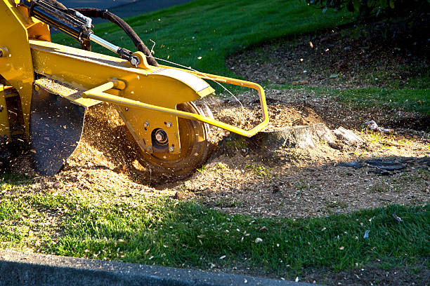 Best Sod Installation  in Port Reading, NJ