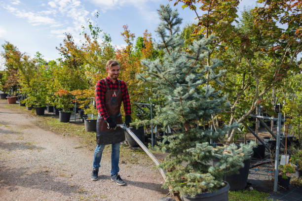 Best Tree and Shrub Care  in Port Reading, NJ