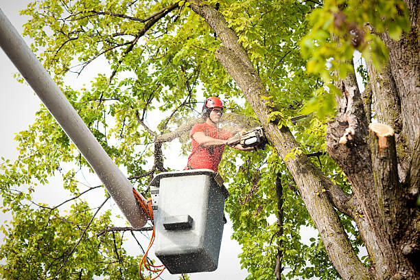 Seasonal Cleanup (Spring/Fall) in Port Reading, NJ