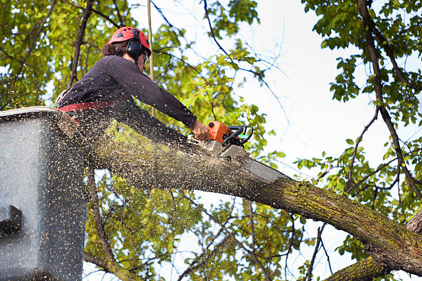 Best Tree Removal  in Port Reading, NJ